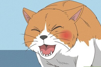 How to Treat a Bee Sting on a Cat