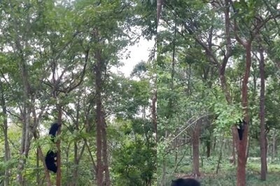 Can Bears Climb Trees? This Lovely Video Debunks The Common Myth