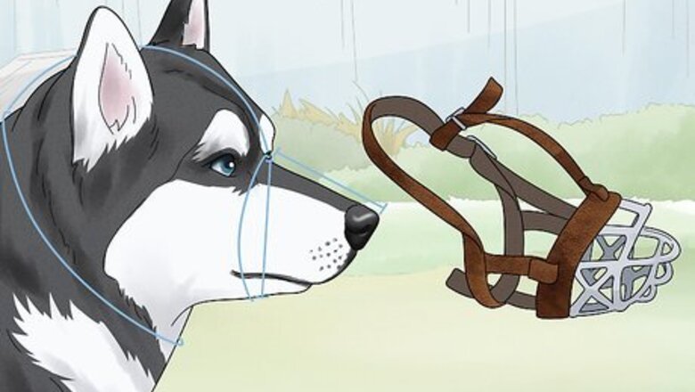 How to Use a Muzzle to Correct Nipping in Dogs