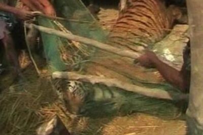 Tiger caught by West Bengal villagers dead