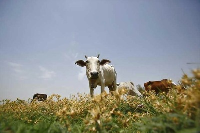 Goa Stray Cattle Now Prefer Chicken and Fried Fish Over Grass, Claims BJP Minister Michael Lobo
