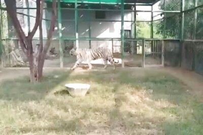 This Gorakhpur Zoo Is Home To Five Man-eating Leopards