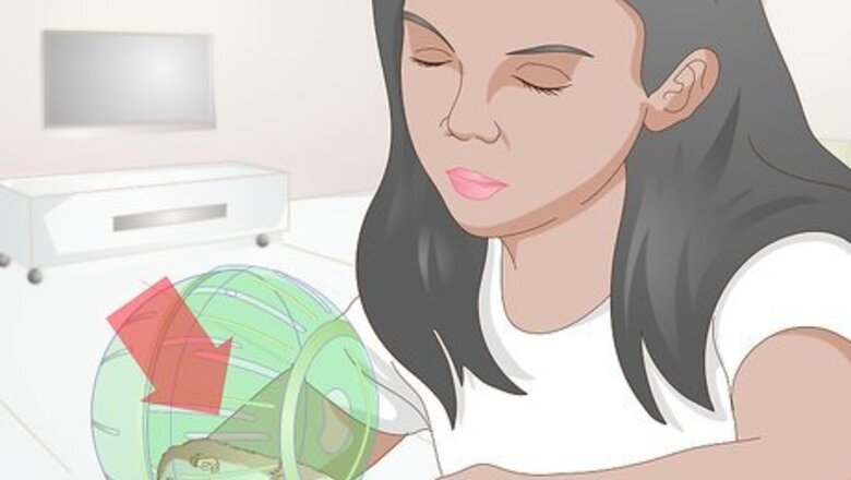 How to Use a Hamster Ball