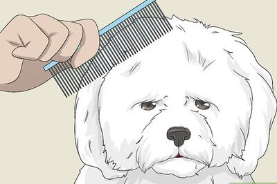How to Groom a Bichon Frise