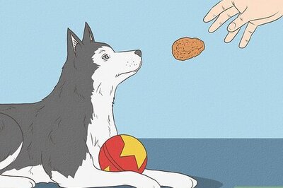 How to Train Your Dog to Stop Resource Guarding