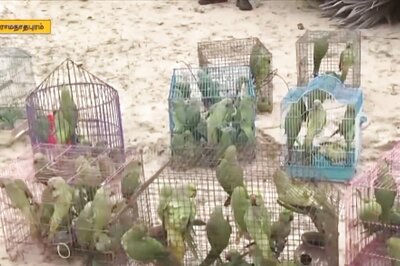200 Parrots, Domesticated In Tamil Nadu Village, Released In Forest
