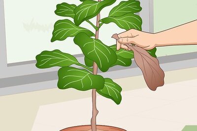 How to Revive a Fiddle Leaf Fig