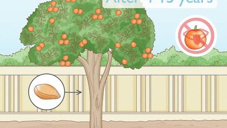 How to Grow an Orange Tree