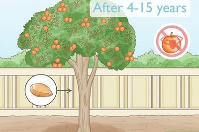 How to Grow an Orange Tree