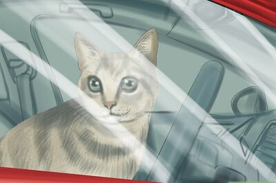 How to Prevent Heatstroke in Cats