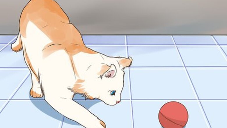 How to Care for an American Curl Cat