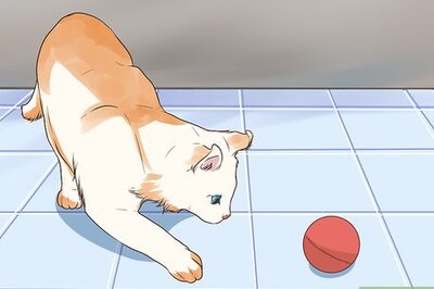 How to Care for an American Curl Cat