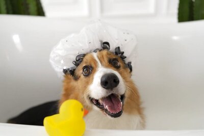 Gear Up Your Pet For Summer With These Healthy Food And Skincare Tips