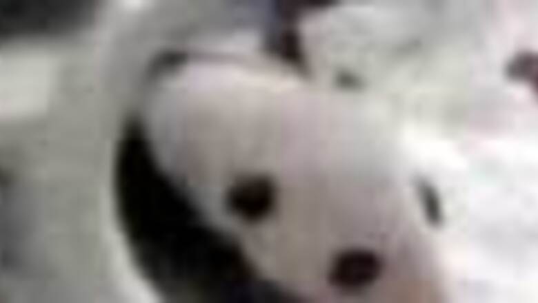 Baby panda born on 8 Aug named 'Olympic Games'