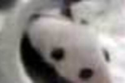 Baby panda born on 8 Aug named 'Olympic Games'