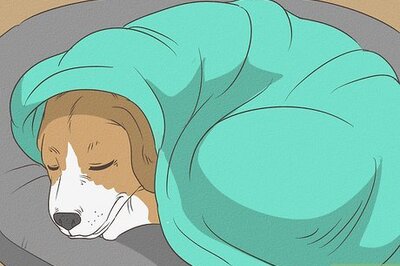 How to Treat a Dog with a Cold