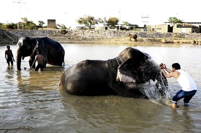 Indian Railways' Novel 'Plan Bee' Keeps Elephants Away from Train Tracks