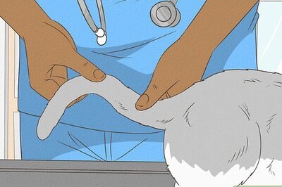 Everything You Need To Know About Treating a Cat With a Broken Tail