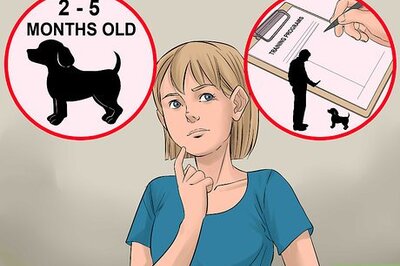 How to Find Low Cost Dog Training