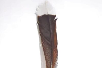 Preserved Feather Of This Extinct Bird Auctioned For Rs 23.66 Lakh