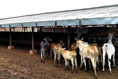 Muslim Body Wants to Open Cow Shelter in Gujarat's Minority Area