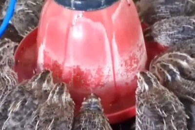 In Tamil Nadu's Ariyalur, Couple Runs Quail Farm And Sells 1,500 Eggs Per Day