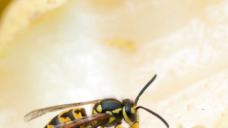 Small Bees Better at Coping with Climate Change But Bumblebees Suffer: Study