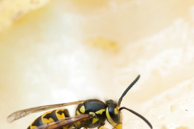 Small Bees Better at Coping with Climate Change But Bumblebees Suffer: Study