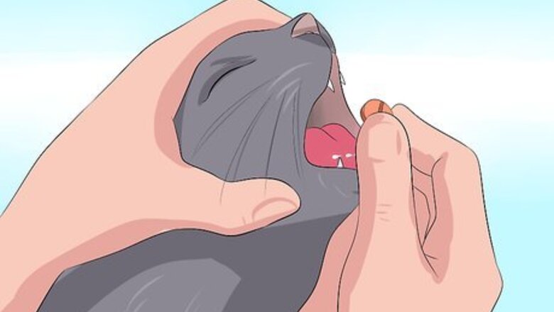 How to Treat Kidney Disease in Cats