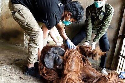Two captive orangutans rescued in Indonesia