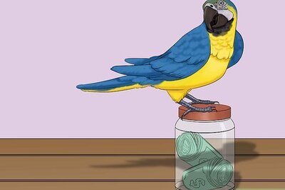 How to Calculate the Cost to Adopt a Parrot