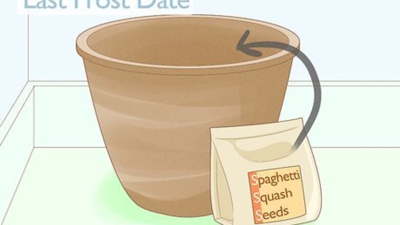 How to Grow Spaghetti Squash