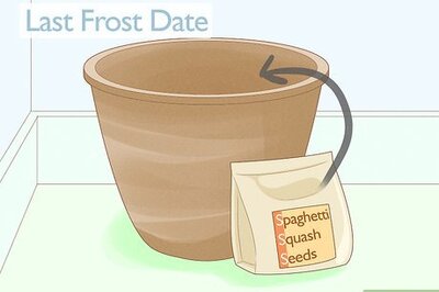 How to Grow Spaghetti Squash