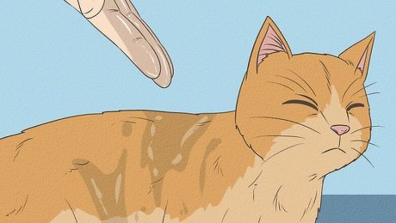 How to Safely Bathe a Cat: Bath & Grooming Tips