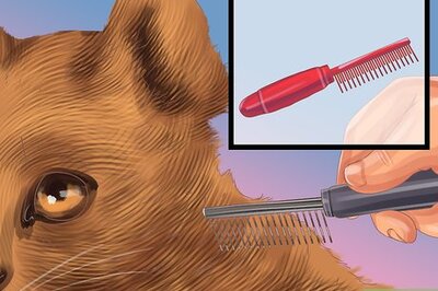 How to Care for a Devon Rex