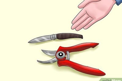 How to Cut from a Pansy Plant