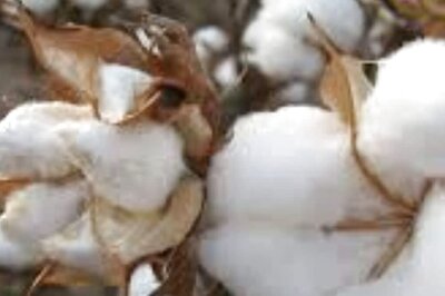 Expert Shares Ways To Protect Cotton Crop From Pests During Monsoon