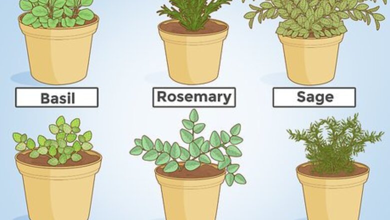 How to Grow Herbs