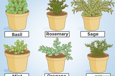How to Grow Herbs
