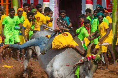 'Not Justice But Celebration of Our Culture': In Tamil Nadu, DMK, BJP Claim Credit for SC's Jallikattu Verdict