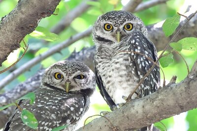 Highways to Soon Get Mini Bird Sanctuaries, Delhi-Dehradun Expressway to be Pilot Project