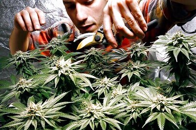 A Long Road: Weed Goes On Sale Years After Approval In Maine