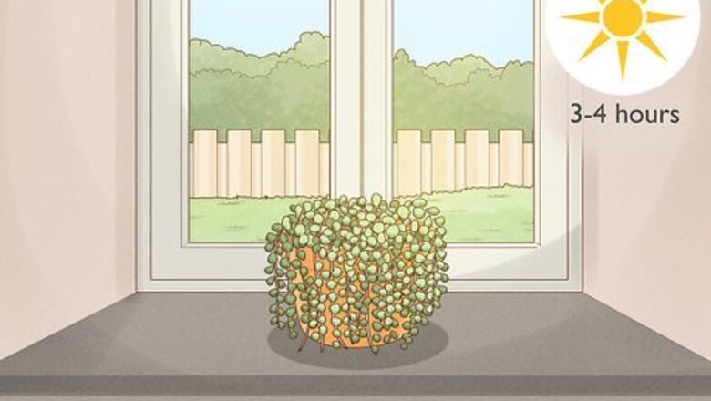 A Complete Guide to String of Pearls: Care, Propagation & Repotting