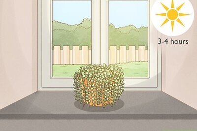 A Complete Guide to String of Pearls: Care, Propagation & Repotting