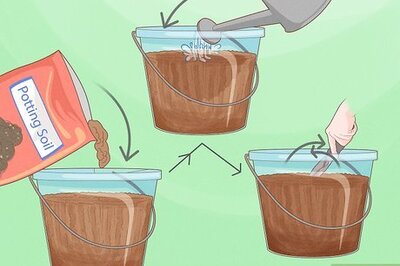 How to Plant a Lemon Seed