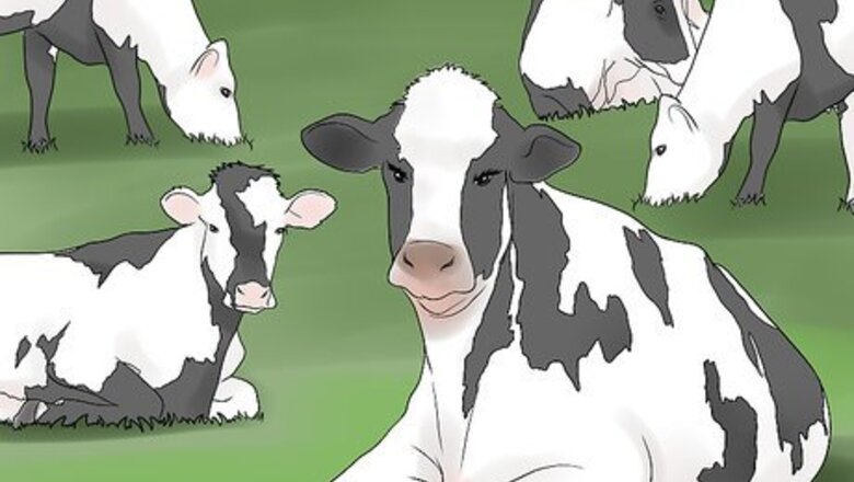 How to Start a Cattle Farm