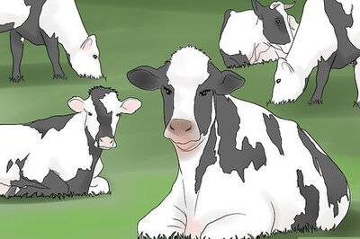 How to Start a Cattle Farm