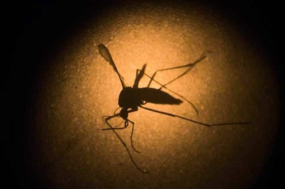 Zika May Not Spread By Kissing: Study