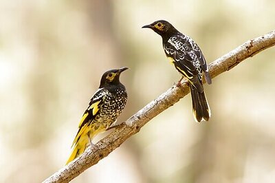 As Endangered Birds Lose Their Songs, They Can't Find Mates
