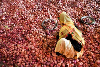 Govt to Create Buffer Stock of 1 Lakh Tonnes of Onions to Avoid Another Crisis